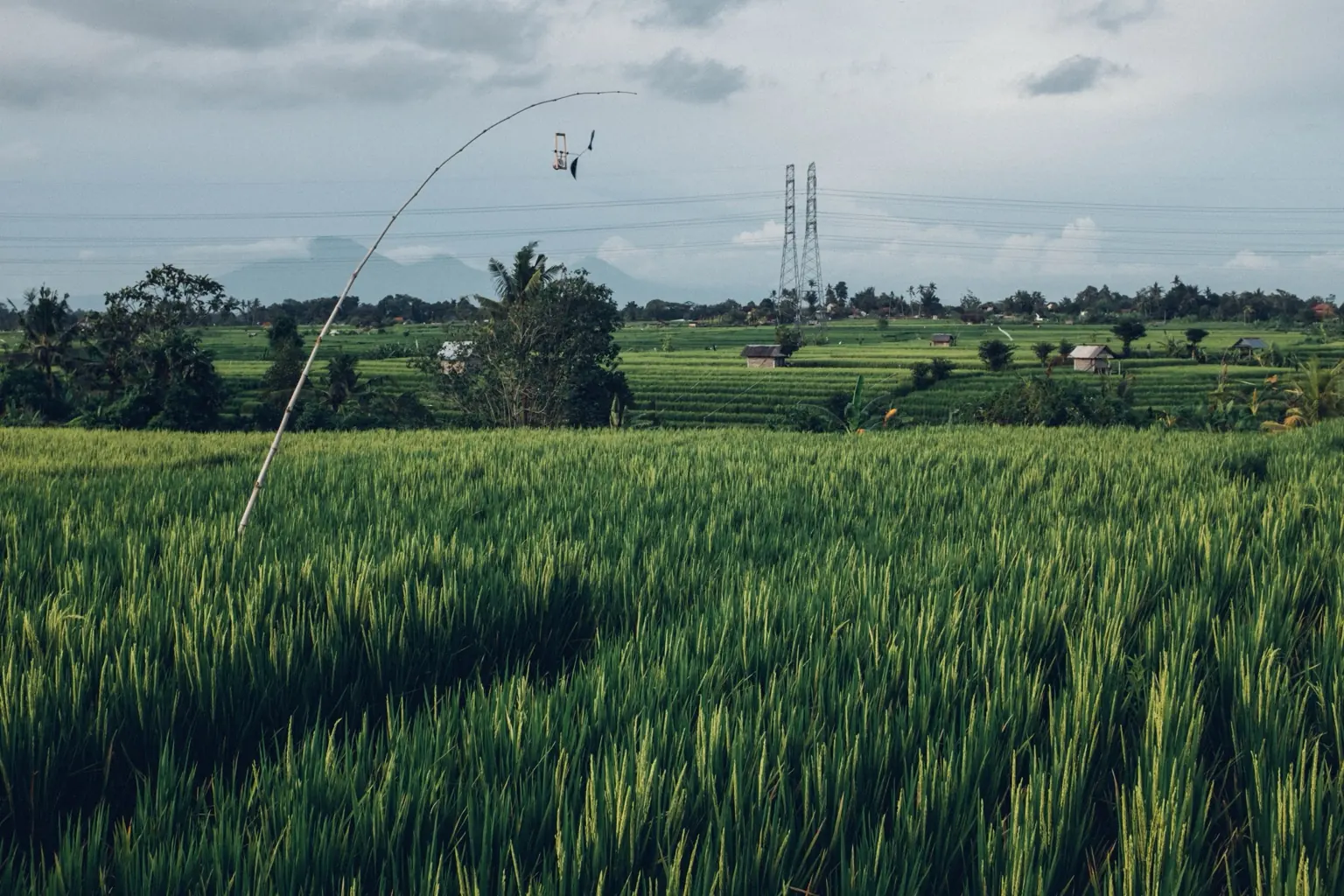 Rice fields and mountain horizon near Kaba Kaba, Tabanan